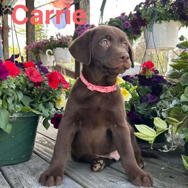 Carrie, Chocolate Labrador Retriever Puppy